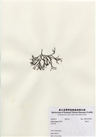 藏品(鐵釘菜)的圖片
